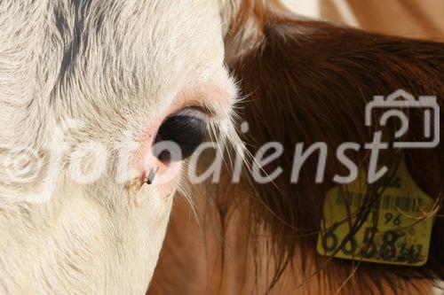 (C) Fotodienst/Anna Rauchenberger - Winzendorf - Genuss Profi Schneebergland Jungrind: Josef Schmutzer, Chef des Gasthaus Schmutzer in Winzendorf, setzt auf regionales Fleisch und Produkte aus der Umgebung. In der Küche schwingt Gattin Ute Schmutzer den Kochlöffel und verkocht dabei ausschließlich Rindfleisch aus der Region - beispielsweise von Franz Garber, einem Bio-Bauern aus Waldegg.