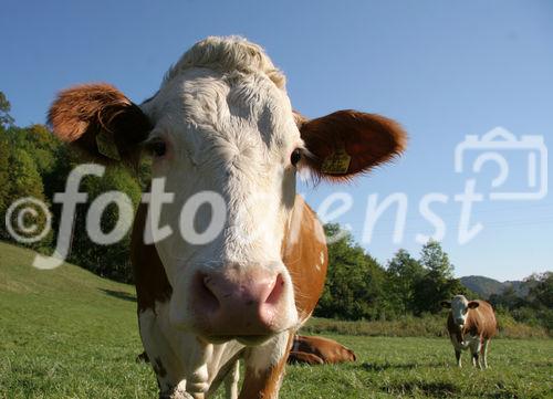 (C) Fotodienst/Anna Rauchenberger - Winzendorf - Genuss Profi Schneebergland Jungrind: Josef Schmutzer, Chef des Gasthaus Schmutzer in Winzendorf, setzt auf regionales Fleisch und Produkte aus der Umgebung. In der Küche schwingt Gattin Ute Schmutzer den Kochlöffel und verkocht dabei ausschließlich Rindfleisch aus der Region - beispielsweise von Franz Garber, einem Bio-Bauern aus Waldegg.