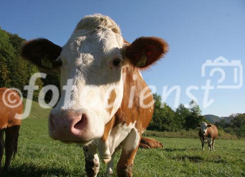 (C) Fotodienst/Anna Rauchenberger - Winzendorf - Genuss Profi Schneebergland Jungrind: Josef Schmutzer, Chef des Gasthaus Schmutzer in Winzendorf, setzt auf regionales Fleisch und Produkte aus der Umgebung. In der Küche schwingt Gattin Ute Schmutzer den Kochlöffel und verkocht dabei ausschließlich Rindfleisch aus der Region - beispielsweise von Franz Garber, einem Bio-Bauern aus Waldegg.