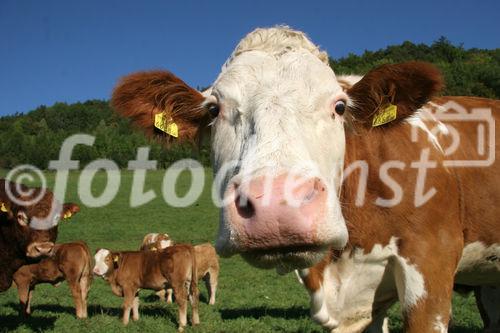 (C) Fotodienst/Anna Rauchenberger - Winzendorf - Genuss Profi Schneebergland Jungrind: Josef Schmutzer, Chef des Gasthaus Schmutzer in Winzendorf, setzt auf regionales Fleisch und Produkte aus der Umgebung. In der Küche schwingt Gattin Ute Schmutzer den Kochlöffel und verkocht dabei ausschließlich Rindfleisch aus der Region - beispielsweise von Franz Garber, einem Bio-Bauern aus Waldegg.