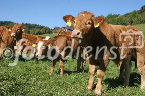 (C) Fotodienst/Anna Rauchenberger - Winzendorf - Genuss Profi Schneebergland Jungrind: Josef Schmutzer, Chef des Gasthaus Schmutzer in Winzendorf, setzt auf regionales Fleisch und Produkte aus der Umgebung. In der Küche schwingt Gattin Ute Schmutzer den Kochlöffel und verkocht dabei ausschließlich Rindfleisch aus der Region - beispielsweise von Franz Garber, einem Bio-Bauern aus Waldegg.