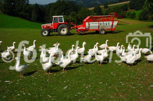 Genuss Region Österreich - Pierbach Weidegans