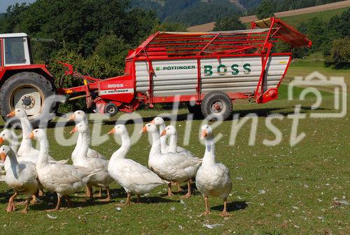 Genuss Region Österreich - Pierbach Weidegans