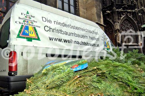 Landwirtschaftskammer Niederösterreich - Tannenreisig für den Stefansdom - Abgeordneter zum Nationalrat Ing. Hermann Schultes und seine Crew verteilen Tannenreisig vor dem Stefansdom