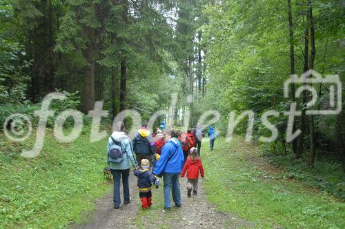 Das neue Schlaraffenland im Zauberwald 