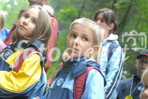 Das neue Schlaraffenland im Zauberwald 