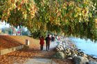 Herbstpracht am Zürichseeufer für Spaziergänger. Beautifull lake Zürich park and trees for walking people