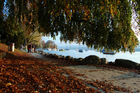 Herbstpracht am Zürichseeufer für Spaziergänger. Beautifull lake Zürich park and trees for walking people