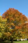 Herbstbäume im Park beim Chinagarten am Zürcher Seeufer