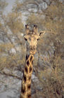 Giraffe in der Kalahari. Giraf in the Kalahari-desert