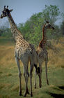 Zwei Giraffen auf der Pirsch: Die Giraffe hat eine gute Übersicht hat die Giraffe über die Bushlandschaft der Kalahari. A good view over the bush of the Kalahari has the giraf