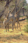 Giraffen in der Wildnis der Kalahari. Girafs in the wilderness of the Kalahari-desert. 