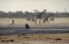 Das Okavango-Delta, der Welt grösstes Binnendelta in der Kalahari, ist ein Biotop für Fauna und Flora. 