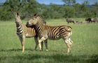 Zwei Zebras schmusend in der Kalahari. Two zebras in the Kalahari-desert