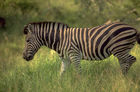Zebra in der Kalahari. Zebra in the Kalahari-desert