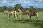 Drei Zebras in der Kalahari. Three Zebras in the Kalahari-desert