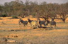 Eine kleine Herde Zebras in der Kalahari. A small herd of zebras in the Kalahari-desert