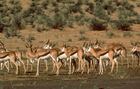 Safari: Eine Herde von Antilopen am einer Wasserstelle in der Kalahari. A herd of Antilopes in the Kalahari desert near a waterhole.