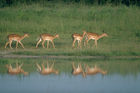 Safari: Eine Herde von Antilopen am einer Wasserstelle in der Kalahari. A herd of Antilopes in the Kalahari desert near a waterhole.