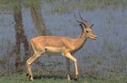 Auf Safari sind in der Kalahari viele Antilopen zu sehen. Besonders an den Tränken und Wasserstellen