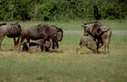 Eine Herde Gnus beim herumtollen in der Kalahari, A herd of Gnus in the Kalahari-desert