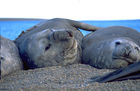 Drei See-Elefanten liegen faul am Strand der Isla Valdez in Patagonien. 3 See-Elephants relaxing at the beach of island Valdez in Patagonia