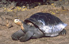 Urzeit-Tier: Galapagos-Schildkröte am Sandstrand. Galapagos-turtle walking at the beach