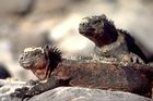 Galapagos-Eidechsen, Galapagos-Iguanas, Reptilien, Artenvielfalt, Naturparadies