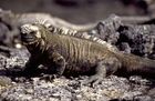 Galapagos-Iguanas. Galapagos-Iguanas, Reptilien; Artenvielfalt; Naturparadies; Tierschutz, Touristen, 