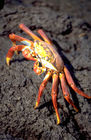 Feuerrote Meeres-Krabben auf Galapagos. fire-red ocean-crab on Galapagos-Island