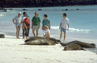 Ocean-Animals, Meeres-Tiere, Seelöwen, seals