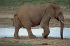 Elefant am Wasserloch in der Kalahari. Elephant at a water whole in the Kalahari desert.