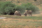 Eine auf das Wasserloch zurennende junge Elefantenherde im Addo elefant Park. A herd of young elephants running to the waterwhole. 