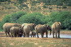 Elefantenherde am Wasserloch im Addo Elefant Park, elephant-herd at the waterwhole in Addo Elefant Park near Port Elizabeth