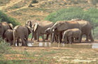 Was für ein Spass für die Elefanten und JUngtiere. Ein Bad im Wasserloch und Herumspritzen. Elephants are enjoying the waterwhole in Addo Elefant Park