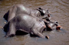 Indische Elefanten baden im Fluss. Indian Elefants taking a cooling bath in the river.