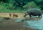 Ein Flusspferde nähert sich zwei Wildschweinen, die am Fressen sind. A hippo ist walking towards the two wild pigs, that are feeding