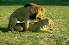 Löwenpaar beim Liebesspiel (kopulieren), lions mating in the wilderness