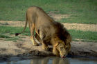 Der König der Wildnis, ein prächtiger, ausgewachsener Löwe an der Tränke beim Wasserloch in der Kalahari. The King of the animals, a big lion is drinking water from the waterhole in the Kalahari desert