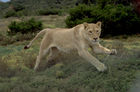 Eine Löwin im Angriffs-Sprung. A lion jumping towards the safari-crowd