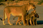 Eine Löwenmutter, die auf ihre drei Löwenbabies aufpasst. A lion mother which is guarding her three lion-cups