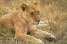 Löwen-Mutter in der Kalahari. lion-female relaxing  in the Kalahari desert