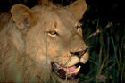 Eine Löwin nachts hautnah vor Augen. close up of a lion female at night