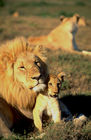 Fürsorglicher König der Tiere: Löwen-Vater mit Löwenbaby. The King of the animals - a lion male - is protecting his lion-baby