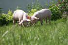 (C) fotodienst/Anna Rauchenberger - Wien, 12.06.2008 - Genuss Profi Weinviertler Schwein