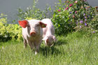 (C) fotodienst/Anna Rauchenberger - Wien, 12.06.2008 - Genuss Profi Weinviertler Schwein