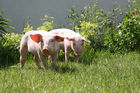 (C) fotodienst/Anna Rauchenberger - Wien, 12.06.2008 - Genuss Profi Weinviertler Schwein