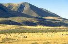 Schafzucht in der faszinierenden Landschaft Patagoniens, Sheep-farm in the beautifull landscape of Patagonia savannah, where more sheeps than human being are living.