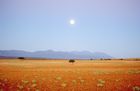 Die Halbwüste der Kleine Karoo ist ein traditionelles Straussenfarmgebiet. The little Karoo is the home of the oustridges, the biggest bird on earth