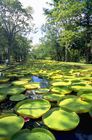 Im Botanischen GArten von Pamplemousse auf der Tropeninsel MAuritius wachsen Riesen-Seerosten im Teich. In the botanical garden of PAmplemousse on the tropical  island of MAuritius giant water-flowers are growing